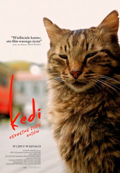 Kedi - sekretne życie kotów (2017)